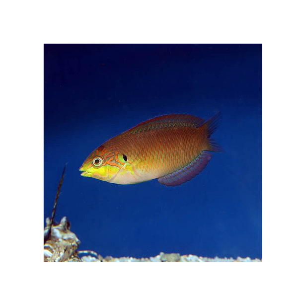 BPK Farm LIVE STOCK Moyer's Leopard Wrasse -