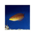 files/bpk-farm-live-stock-moyer-s-leopard-wrasse-40486598443238.jpg