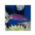 files/bpk-farm-live-stock-mystery-wrasse-40530508513510.jpg