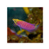 files/bpk-farm-live-stock-mystery-wrasse-40530508710118.jpg