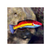 BPK Farm LIVE STOCK Naoko's Fairy Wrasse - (Cirrhilabrus naokoae)