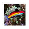 BPK Farm LIVE STOCK Naoko's Fairy Wrasse - (Cirrhilabrus naokoae)