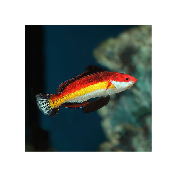 BPK Farm LIVE STOCK Naoko's Fairy Wrasse - (Cirrhilabrus naokoae)