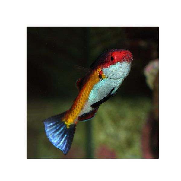 BPK Farm LIVE STOCK Naoko's Fairy Wrasse - (Cirrhilabrus naokoae)