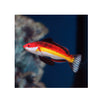 BPK Farm LIVE STOCK Naoko's Fairy Wrasse - (Cirrhilabrus naokoae)