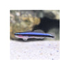 BPK Farm LIVE STOCK Neon Blue Goby -  (Elactinus oceanops)