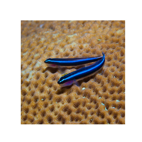 BPK Farm LIVE STOCK Neon Blue Goby -  (Elactinus oceanops)