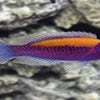 BPK Farm LIVE STOCK Orangeback Fairy Wrasse