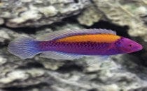 BPK Farm LIVE STOCK Orangeback Fairy Wrasse