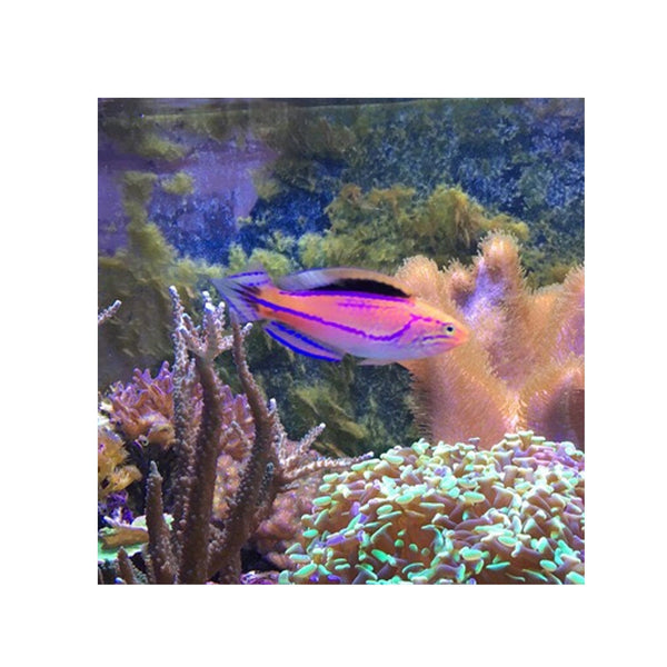 BPK Farm LIVE STOCK Pin Tail Fairy Wrasse