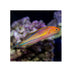 files/bpk-farm-live-stock-pin-tail-fairy-wrasse-40486424379622.jpg