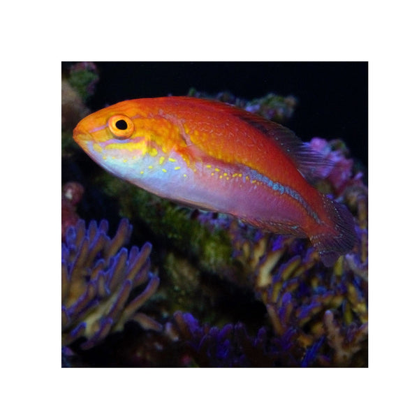 BPK Farm LIVE STOCK Pin Tail Fairy Wrasse