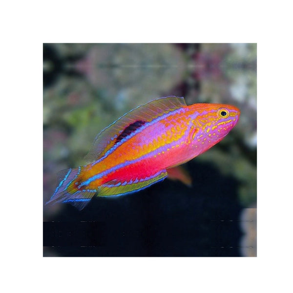 BPK Farm LIVE STOCK Pin Tail Fairy Wrasse