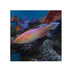 files/bpk-farm-live-stock-pin-tail-fairy-wrasse-40486425198822.jpg