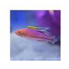 BPK Farm LIVE STOCK Pin Tail Fairy Wrasse