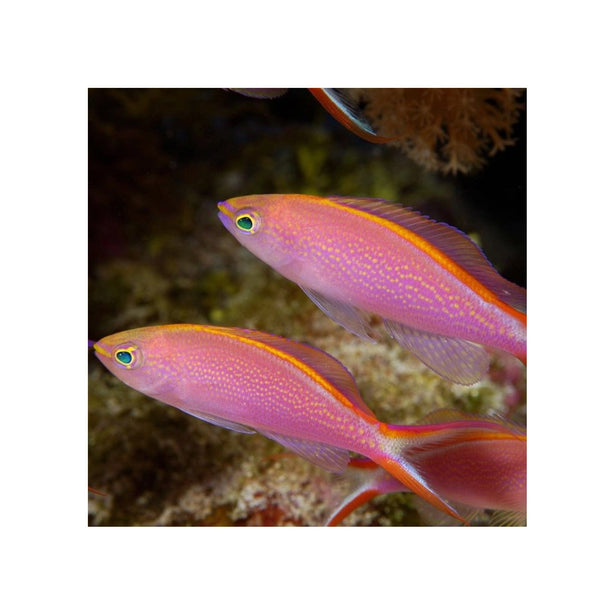 BPK Farm LIVE STOCK Pink Anthias