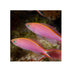 files/bpk-farm-live-stock-pink-anthias-40485176279270.jpg