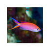 BPK Farm LIVE STOCK Pink Anthias