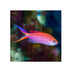 files/bpk-farm-live-stock-pink-anthias-40485176312038.jpg