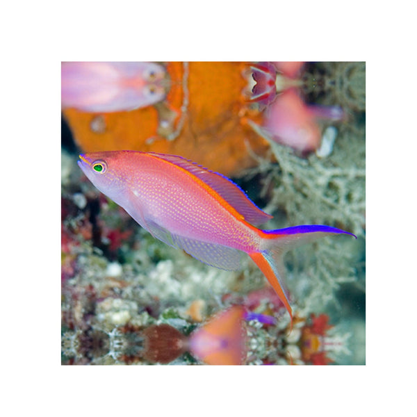 BPK Farm LIVE STOCK Pink Anthias