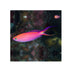 files/bpk-farm-live-stock-pink-anthias-40485176377574.jpg