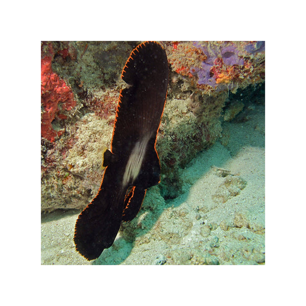 BPK Farm LIVE STOCK Pinnatus Batfish - (Platax pinnatus)