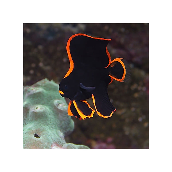 BPK Farm LIVE STOCK Pinnatus Batfish - (Platax pinnatus)