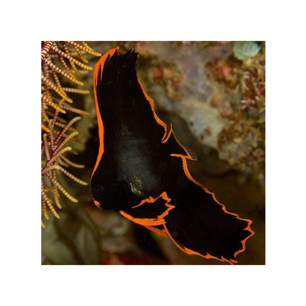 BPK Farm LIVE STOCK Pinnatus Batfish - (Platax pinnatus)