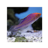 BPK Farm LIVE STOCK Pintail Fairy Wrasse - (Cirrhilabrus isosceles)