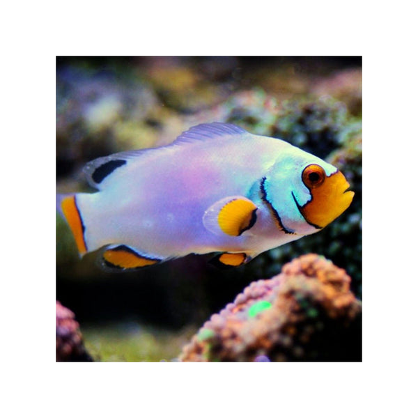 BPK Farm LIVE STOCK Platinum Clownfish