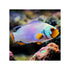 files/bpk-farm-live-stock-platinum-clownfish-40661343830246.jpg