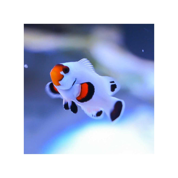 BPK Farm LIVE STOCK Platinum Clownfish