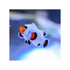 files/bpk-farm-live-stock-platinum-clownfish-40661343863014.jpg