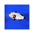 files/bpk-farm-live-stock-platinum-clownfish-40661343928550.jpg