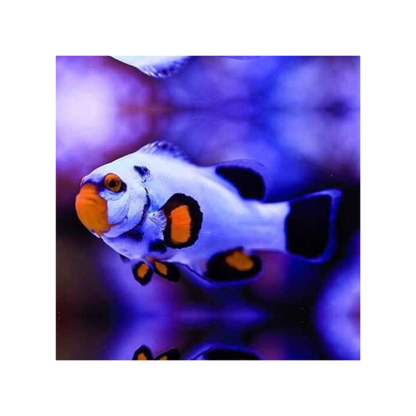 BPK Farm LIVE STOCK Platinum Clownfish