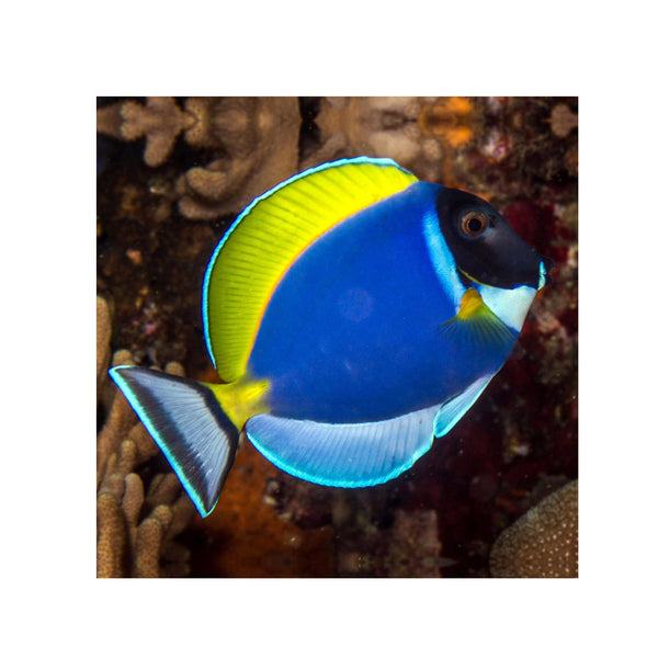 BPK Farm LIVE STOCK Powder Blue Tang - (Acanthurus leucosternon)