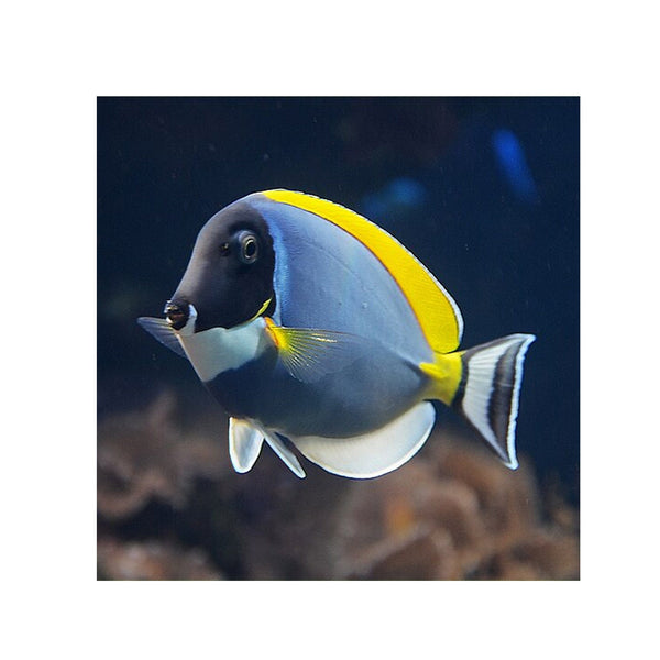 BPK Farm LIVE STOCK Powder Blue Tang - (Acanthurus leucosternon)