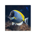 files/bpk-farm-live-stock-powder-blue-tang-acanthurus-leucosternon-40514189951206.jpg