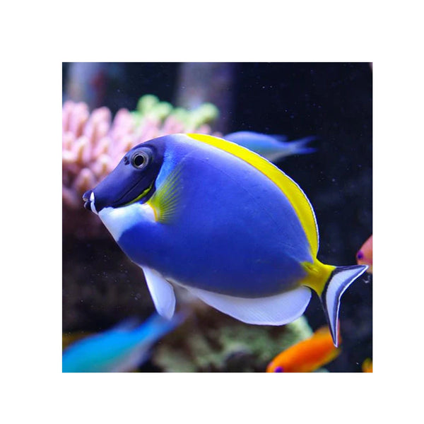 BPK Farm LIVE STOCK Powder Blue Tang - (Acanthurus leucosternon)