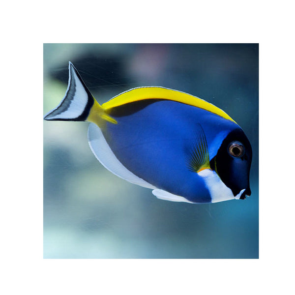 BPK Farm LIVE STOCK Powder Blue Tang - (Acanthurus leucosternon)