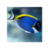 files/bpk-farm-live-stock-powder-blue-tang-acanthurus-leucosternon-40514190049510.jpg