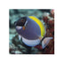 files/bpk-farm-live-stock-powder-blue-tang-acanthurus-leucosternon-40514190082278.jpg