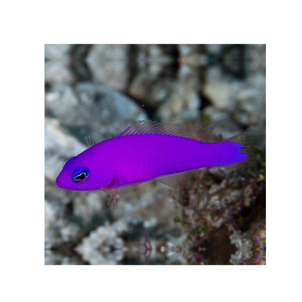 BPK Farm LIVE STOCK Purple Dottyback