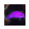 BPK Farm LIVE STOCK Purple Dottyback - (Pseudochromis porphyreus)