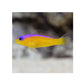 Purple Stripe Dottyback - (Pseudochromis diadema)