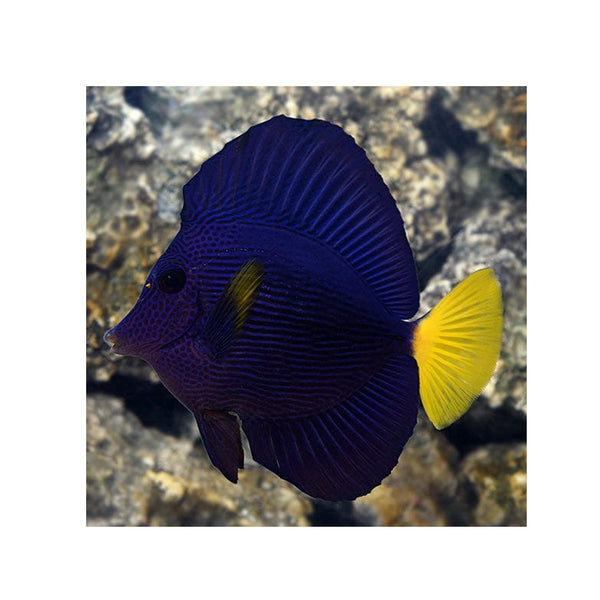 BPK Farm LIVE STOCK Purple Tang (Zebrasoma xanthurum)