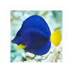 BPK Farm LIVE STOCK Purple Tang (Zebrasoma xanthurum)