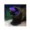 BPK Farm LIVE STOCK Purple Tile Goby