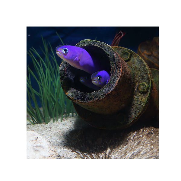 BPK Farm LIVE STOCK Purple Tile Goby