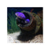 files/bpk-farm-live-stock-purple-tile-goby-40477779886310.jpg